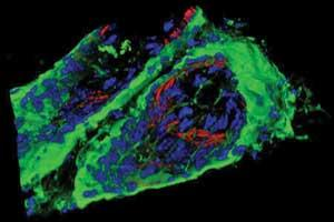 The Zeiss Online Campus Web site intends to be a comprehensive and independent resource to learn about the latest techniques in fluorescence imaging.