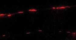 The mitochondria show up here, in two neuronal processes from a Parkinson’s disease cybrid cell line, as red rods. The mitochondria show up here, in two neuronal processes from a Parkinson’s disease cybrid cell line, as red rods.