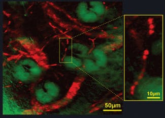 FIGURE 2. Stimulated emission imaging (red channel, maximum intensity projection) shows the blood vessel network surrounding sebaceous glands (green channel, simultaneously recorded by confocal reflectance) in a mouse ear. In the inset, individual red blood cells are lined up within a single capillary (~5 microns in diameter). The researchers used 830nm (~20mW) and 600nm (~3mW) for two-photon excitation of Soret band and one-photon stimulated emission of Q band of haemoglobin, respectively. Pulse widths of both excitation and stimulation beams are about 0.2 ps with a ~0.2 ps time delay between them.