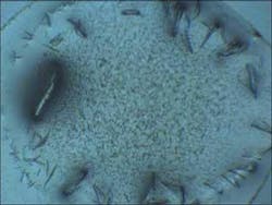 Figure 1. Results of work done to make a crystalline form of a protein can be difficult to see under visible light (top), but protein crystals become quite clear under ultraviolet light at 280 nm (bottom). Moreover, at 280 nm, protein crystals can be distinguished from salts. Figure 1. Results of work done to make a crystalline form of a protein can be difficult to see under visible light (top), but protein crystals become quite clear under ultraviolet light at 280 nm (bottom). Moreover, at 280 nm, protein crystals can be distinguished from salts.