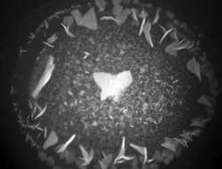 Th Picking 02 Th Picking 02