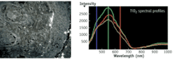 FIGURE 2. The presence of TiO2 nanoparticles becomes clear following intradermal injection into mouse skin; bright spots indicate clusters of the highly reflective particles (left). The spectral signature of TiO2, extracted from pixel groups in the HSI image with ENVI software, resembles shark fins, and is distinct from that of other particles (right). The spectral peak wavelength of TiO2 nanoparticles appears to depend on the number of particles in clusters. FIGURE 2. The presence of TiO2 nanoparticles becomes clear following intradermal injection into mouse skin; bright spots indicate clusters of the highly reflective particles (left). The spectral signature of TiO2, extracted from pixel groups in the HSI image with ENVI software, resembles shark fins, and is distinct from that of other particles (right). The spectral peak wavelength of TiO2 nanoparticles appears to depend on the number of particles in clusters.