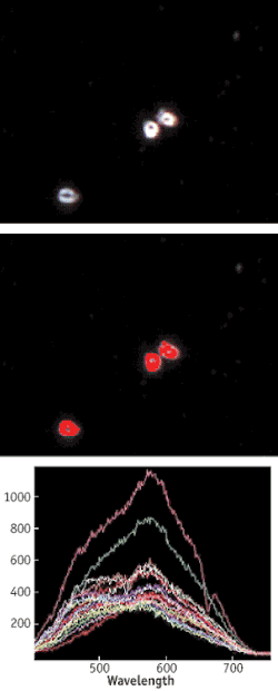 FIGURE 3. Hyperspectral microscopy has proven helpful for investigating Anthrax spores, (top) shown at 100X; pixels matching the Anthrax library spectra are pseudo colored in red (center). Anthrax reference spectra, obtained from different regions of the spore, can help to identify strains and possible sources (bottom). FIGURE 3. Hyperspectral microscopy has proven helpful for investigating Anthrax spores, (top) shown at 100X; pixels matching the Anthrax library spectra are pseudo colored in red (center). Anthrax reference spectra, obtained from different regions of the spore, can help to identify strains and possible sources (bottom).