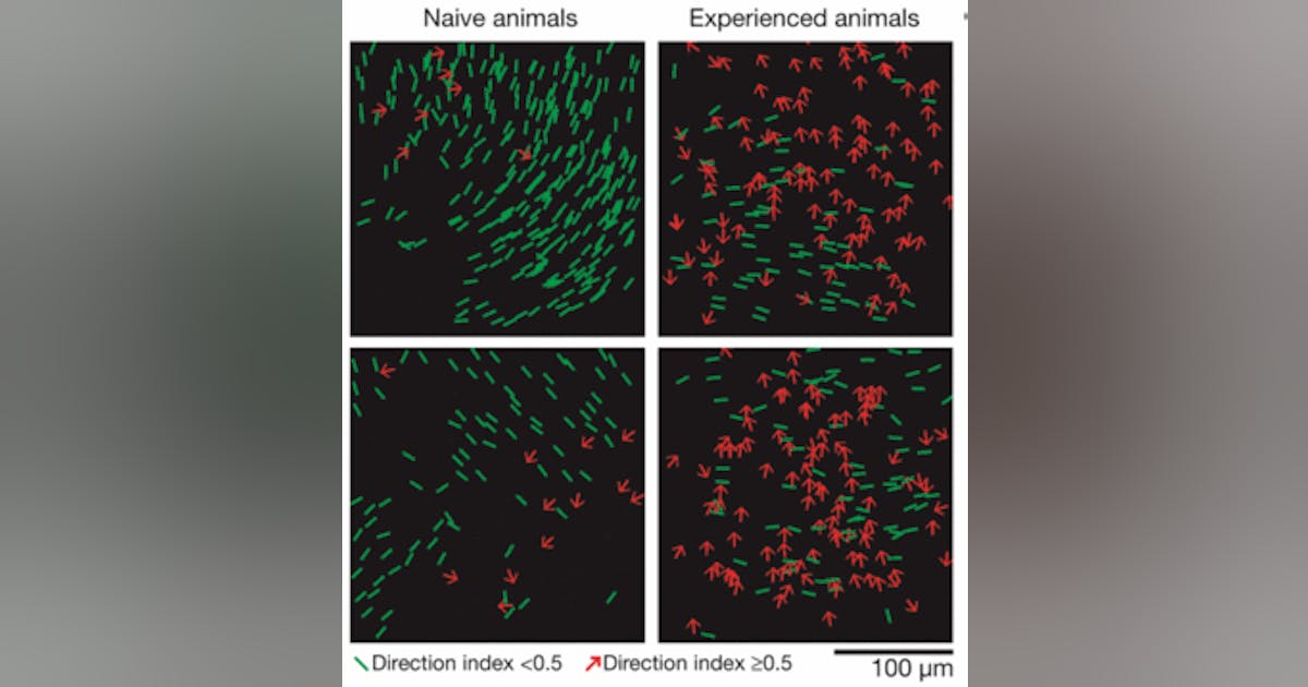 BioOptics Breakthroughs | Laser Focus World