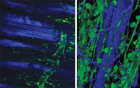 FIGURE 2. Optical slice through a Tibialis anterior muscle (left) and a 3-D reconstruction of the muscle fibers (right) from a Rosa26-YFPPdgfrb CRE mouse. A LaVision Biotec TriMScope II multiphoton microscope was used with a Zeiss 10x (0.45 NA) Plan-Apochromat lens for the optical slice and a Zeiss 20x (1.0 NA) Plan-Apochromat lens for the 3-D reconstruction. Excitation with a Coherent Vision II Ti:sapphire laser at 950 nm (GDD = 2250 fs2 for the slice; 2400 fs2 for the 3-D) was used to show the second harmonic generation (SHG) signal (blue, em = 475 &PlusMinus; 17.5 nm) and the YFP fluorescence (green, em = 536 &PlusMinus; 20 nm). The SHG signal emanates from both the muscle fibers and connective tissue (mainly collagen fibers). The YFP signal specifically highlights perivascular cells.