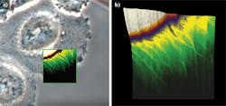 FIGURE 1. Living Chinese hamster ovary (CHO) cells are measured with a closed-loop quantitative imaging (QI) AFM scanning system in a Petri dish heater at 37°C in buffer solution. The optical phase contrast image is overlaid with the AFM height image (a), and a 3D topography image shows a scan with an area of 25 μm2 (b). The z-range giving the height information is 3.6 μm. FIGURE 1. Living Chinese hamster ovary (CHO) cells are measured with a closed-loop quantitative imaging (QI) AFM scanning system in a Petri dish heater at 37°C in buffer solution. The optical phase contrast image is overlaid with the AFM height image (a), and a 3D topography image shows a scan with an area of 25 μm2 (b). The z-range giving the height information is 3.6 μm.