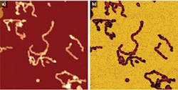 FIGURE 4. A topography image (a) and the elasticity information (b) are shown for a dendronized polymer after being absorbed onto freshly cleaved mica and measured under ambient conditions. The scan size was 500 × 500 nm with a z-range of 6 nm, while the elasticity range was 250 MPa. FIGURE 4. A topography image (a) and the elasticity information (b) are shown for a dendronized polymer after being absorbed onto freshly cleaved mica and measured under ambient conditions. The scan size was 500 × 500 nm with a z-range of 6 nm, while the elasticity range was 250 MPa.