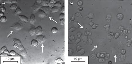 FIGURE 2. Images of a HeLa cell culture in a plastic petri dish are taken (a) using gradient field microscopy (GFM) and (b) conventional differential interference contrast (DIC) microscopy. White arrows indicate the flat cells, which show increased contrast only under GFM because of the birefringent material.