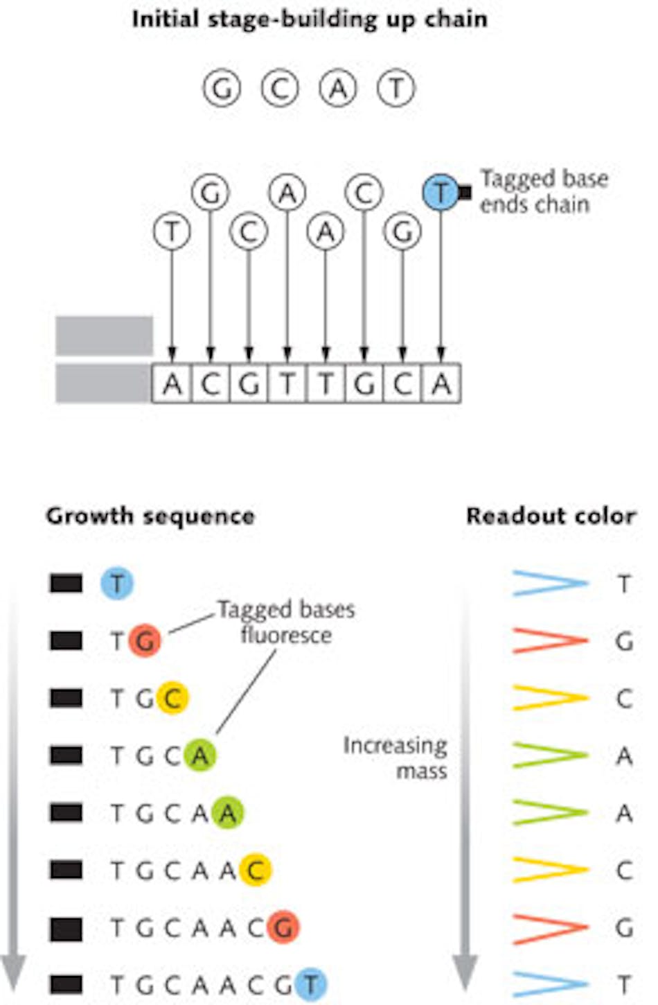 FIGURE 1. Sequencing DNA by building up a complementary chain in the Sanger process. Unlabeled bases accumulate one by one until a tagged base carrying a fluorescent dye terminates the chain. The chains are separated by mass then excited with light that produces the characteristic fluorescence of each tagged terminating base. The final sequence is complementary to the starting chain.