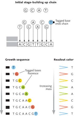 FIGURE 1. Sequencing DNA by building up a complementary chain in the Sanger process. Unlabeled bases accumulate one by one until a tagged base carrying a fluorescent dye terminates the chain. The chains are separated by mass then excited with light that produces the characteristic fluorescence of each tagged terminating base. The final sequence is complementary to the starting chain. FIGURE 1. Sequencing DNA by building up a complementary chain in the Sanger process. Unlabeled bases accumulate one by one until a tagged base carrying a fluorescent dye terminates the chain. The chains are separated by mass then excited with light that produces the characteristic fluorescence of each tagged terminating base. The final sequence is complementary to the starting chain.