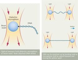 FIGURE 2. High-NA optics, not shown, focus laser light to a tight beam waist, where optical forces hold a dielectric microsphere in place at top. DNA can be bonded to the microsphere and moved by moving the beam focus. If the two ends of a DNA strand are attached to a pair of microspheres held in optical tweezers, moving the focus can stretch the DNA chain, as shown at bottom. FIGURE 2. High-NA optics, not shown, focus laser light to a tight beam waist, where optical forces hold a dielectric microsphere in place at top. DNA can be bonded to the microsphere and moved by moving the beam focus. If the two ends of a DNA strand are attached to a pair of microspheres held in optical tweezers, moving the focus can stretch the DNA chain, as shown at bottom.