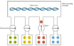 FIGURE 3. A nanoscale fluidic system might assemble DNA chains by opening and shutting valves to add one base at a time. In this schematic, a nanovalve has just let a G base into the DNA assembly chamber, where it will bond to the DNA chain. FIGURE 3. A nanoscale fluidic system might assemble DNA chains by opening and shutting valves to add one base at a time. In this schematic, a nanovalve has just let a G base into the DNA assembly chamber, where it will bond to the DNA chain.