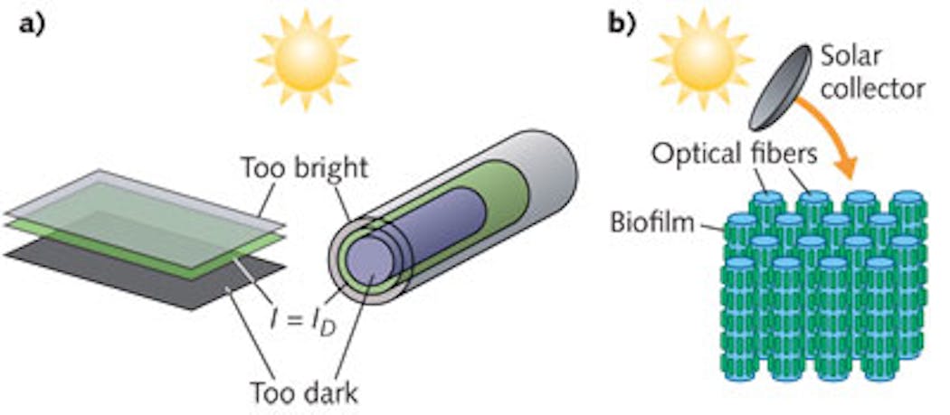 FIGURE 1. For solar fuel production, a schematic shows uneven light distribution due to cell-to-cell shading inherent in bulk-suspension-type photobioreactors and ponds (a). But a conceptual schematic of an optical-fiber-based photobioreactor using evanescent illumination (b) provides light and fluids to all cells within the reactor.