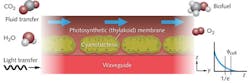 FIGURE 2. In evanescent illumination, light in a waveguide excites an evanescent field on the surface of the waveguide that interacts with the photocenters of photosynthetic cyanobacteria, driving photosynthesis. Areas not reached by the evanescent field remain dark and are used for fluid transport. FIGURE 2. In evanescent illumination, light in a waveguide excites an evanescent field on the surface of the waveguide that interacts with the photocenters of photosynthetic cyanobacteria, driving photosynthesis. Areas not reached by the evanescent field remain dark and are used for fluid transport.