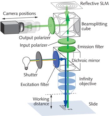 FIGURE 1. In a FINCH microscope configuration for holographic imaging, a fluorescent slide is positioned on a microscope stage and illuminated by standard epifluorescence methods. The fluorescence emission is passed through an input polarizer aligned at some angle to the polarization-sensitive axis of the SLM; the emission beam reflects off the SLM containing the appropriate diffractive lens patterns and then through an output polarizer before reaching the CCD camera.