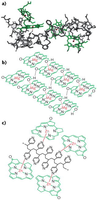In plants, chlorophylls are bound to protein scaffolds (a). Although the structure looks chaotic, it is optimized for the photosynthetic process. At the other extreme is the chlorosomal structure within sulfur bacteria, which live deep in the ocean. Because the amount of light is low, the chlorophyll in sulfur bacteria forms an orderly self-assembly chlorosomal structure (b) that functions without a separate protein complex and enables nearly lossless energy transfer. Scientists cannot, as of yet, synthetically create equivalent structures. A synthetic polymer structure (c) reaches a happy medium in which the systems&rsquo; supramolecular structure can be controlled.