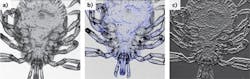 FIGURE 2. Representative 1X DLM images of a tick: brightfield mode (a), fluorescence overlay (in blue; b), and edge-enhancing subtractive imaging (c). FIGURE 2. Representative 1X DLM images of a tick: brightfield mode (a), fluorescence overlay (in blue; b), and edge-enhancing subtractive imaging (c).