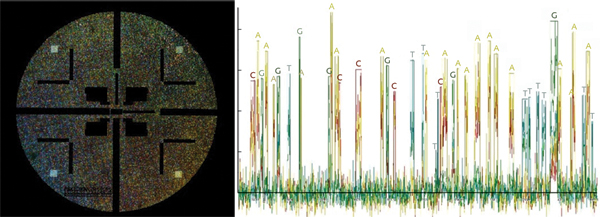 FIGURE 3. Raw fluorescent image shows the massive number of ZMW sites that can be probed on a single SMRT chip (left). The temporal trace from just one site shows how the flashes of fluorescence are translated into a sequence (right).