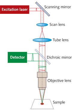 FIGURE 1. A schematic of a scanning two-photon microscope shows excitation by infrared laser pulses and collection of the resulting visible fluorescence or phosphorescence.