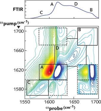 FIGURE 2. In the 2DQuick 2D IR spectrometer from PhaseTech Spectroscopy (Madison, WI), an amplifier such as Coherent's Astrella is used to pump an optical parametric amplifier (OPA) that can then produce broadband IR pulses (>150 cm-1) tunable over the range of 2.6 to 11 &mu;m by difference-frequency generation (DFG). Here, an FTIR instrument has captured an IR spectrum of the amylin polypeptide associated with type 2 diabetes (top). In contrast, a 2D IR spectrum (bottom), with regions highlighted by boxes that correspond to peptide secondary structures, shows far more information. Peak C is created by an isotope label at Ala-13. Its cross peaks to A and B but not D reveal that it is located in a &beta;-sheet of the fiber.