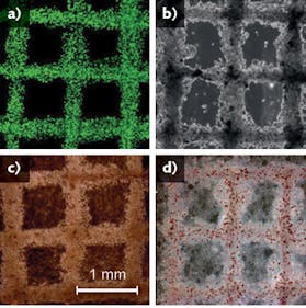 FIGURE 2. Examples of 3D-printed cell structures include stem cells printed in grid patterns (a) immediately after printing, and later differentiated toward (b) bone, (c) cartilage, and (d) adipose tissue.