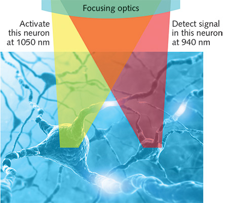 FIGURE 1. In all-optical physiology experiments with multiphoton lasers, neural activity can be manipulated and monitored at single-photon resolution. The use of two separate wavelengths for photoactivation and detection simplifies data analysis.