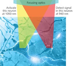 FIGURE 1. In all-optical physiology experiments with multiphoton lasers, neural activity can be manipulated and monitored at single-photon resolution. The use of two separate wavelengths for photoactivation and detection simplifies data analysis. FIGURE 1. In all-optical physiology experiments with multiphoton lasers, neural activity can be manipulated and monitored at single-photon resolution. The use of two separate wavelengths for photoactivation and detection simplifies data analysis.