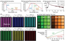 FIGURE 3. Spectral features of the patterns: Absorption spectrum (a), emission spectrum (λexc=365 nm; b), and lifetime (c). The same pattern has been imaged using different excitation wavelengths and collection windows, showing the broad spectral working range of the slide (d). The 16-square pattern having different intensity was imaged on the GFP and Texas Red channels with a widefield microscope (20X/0.8 objective; e). The plot shows the evolution of the fluorescence intensity of each square versus the square number. This is particularly useful when a user wants to compare intensity values to a stable intensity scale to get quantitative measurements. FIGURE 3. Spectral features of the patterns: Absorption spectrum (a), emission spectrum (λexc=365 nm; b), and lifetime (c). The same pattern has been imaged using different excitation wavelengths and collection windows, showing the broad spectral working range of the slide (d). The 16-square pattern having different intensity was imaged on the GFP and Texas Red channels with a widefield microscope (20X/0.8 objective; e). The plot shows the evolution of the fluorescence intensity of each square versus the square number. This is particularly useful when a user wants to compare intensity values to a stable intensity scale to get quantitative measurements.