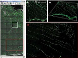 FIGURE 3. Visualizing the thy1-YFP mouse cornea with image stitching. Multi-area time-lapse viewer shows 36 single images with 25 z-layers each (a). The image in the marked white square is shown as a 3D maximum projection (b), and as a 3D volume view (c). Image stitching facilitates analysis of subbasal corneal nerves (red square in [a], and [d]).