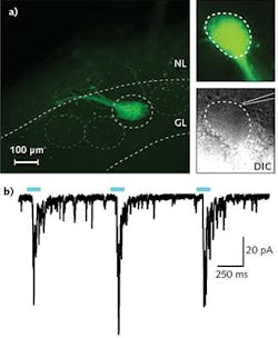 Olfactory bulb (OB) neurons receiving olfactory sensory neuron input exhibit light-evoked responses. (a) An OB slice shows the axons of olfactory sensory neurons co-expressing the odorant receptor M72 and ChR2 (left), and in another slice under fluorescent illumination (right, top) and differential interference contrast (right, bottom), the OB neurons are visible. (b) Whole-cell recording in voltage clamp configuration (Vhold= -70 mV) from an OB neuron: Laser stimulation causes large, inward post-synaptic currents, indicating that light-sensitive olfactory sensory neurons form synapses with this cell.