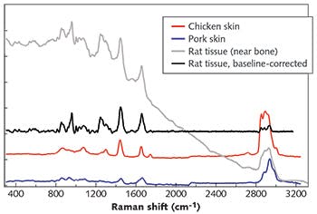 FIGURE 3. Raman spectra of chicken skin, pig skin, and rat tissue&mdash;interrogated using BaySpec&apos;s 785 nm benchtop systems and filtered fiber probes with a 7.5 mm focal length, with acquisition times of 10&ndash;30 s for all measurements and 50 mW power for the 785 nm measurements&mdash;are varied. High wavenumber features (C-H, O-H, and N-H stretching modes) are simultaneously captured with the same laser for animal tissue samples.