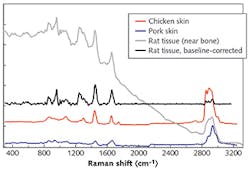 FIGURE 3. Raman spectra of chicken skin, pig skin, and rat tissue—interrogated using BaySpec's 785 nm benchtop systems and filtered fiber probes with a 7.5 mm focal length, with acquisition times of 10–30 s for all measurements and 50 mW power for the 785 nm measurements—are varied. High wavenumber features (C-H, O-H, and N-H stretching modes) are simultaneously captured with the same laser for animal tissue samples. FIGURE 3. Raman spectra of chicken skin, pig skin, and rat tissue—interrogated using BaySpec's 785 nm benchtop systems and filtered fiber probes with a 7.5 mm focal length, with acquisition times of 10–30 s for all measurements and 50 mW power for the 785 nm measurements—are varied. High wavenumber features (C-H, O-H, and N-H stretching modes) are simultaneously captured with the same laser for animal tissue samples.