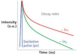 FIGURE 3. Decay rate is used to differentiate fluorescence emissions from bound (red) vs. unbound (green) ligands. FIGURE 3. Decay rate is used to differentiate fluorescence emissions from bound (red) vs. unbound (green) ligands.