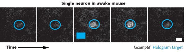 FIGURE 4. A digital hologram target briefly activates a single neuron (third picture), resulting in the firing of action potentials and consequent increase in calcium fluorescence signal shown in gray.