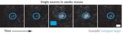 FIGURE 4. A digital hologram target briefly activates a single neuron (third picture), resulting in the firing of action potentials and consequent increase in calcium fluorescence signal shown in gray. FIGURE 4. A digital hologram target briefly activates a single neuron (third picture), resulting in the firing of action potentials and consequent increase in calcium fluorescence signal shown in gray.