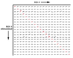 FIGURE 6. Spatial selectivity of photostimulation: Calcium signals are only detected for photoactivated neurons (highlighted in red). FIGURE 6. Spatial selectivity of photostimulation: Calcium signals are only detected for photoactivated neurons (highlighted in red).