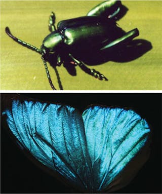 FIGURE 1. The beetle Sagra sp. from Thailand has a structure that increases the angular distribution of a green reflection generated from a quarter-wave stack (reflecting green at the normal; top). This combination provides a multidirectional, dull green appearance approaching that of the leaves against which the beetle seeks camouflage. A Morpho butterfly wing is one of the most studied examples in optical biomimetics (bottom). Butterfly wings contain around 100,000 scales, each about 80 &micro;m long and often with a complex, 3-D architecture with nanostructured components [7]. We have successfully grown Morpho scales in the lab through the culture of living cells.