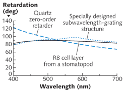 A specially designed subwavelength-grating structure is closer to an ideal achromatic quarter-wave plate than a quartz zero-order retarder, but the R8 cell layer from a stomatopod does far better than either of the manmade devices. A specially designed subwavelength-grating structure is closer to an ideal achromatic quarter-wave plate than a quartz zero-order retarder, but the R8 cell layer from a stomatopod does far better than either of the manmade devices.