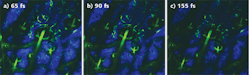 FIGURE 2. Shorter pulses improve image quality in two-photon excited fluorescence (TPEF) and second harmonic generation (SHG) microscopy as shown in these images of green fluorescence protein (TPEF, in green) and collagen (SHG, in blue) in a mouse ear (in vivo image, 500 &times; 500 &mu;m). The pulsewidth at the sample was changed between 65 fs (a) and 155 fs (c) using a Spectra-Physics Mai Tai DeepSee laser. All other parameters were kept constant, including average power (20 mW at 870 nm) and detector sensitivity.