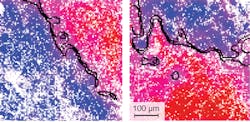 Two examples of NIVI images show the technique's capability for finding tumors and their boundaries. The pixelation in the images comes from undersampling, rather than the optical resolution of the system. The blue color-coded regions have been classified as normal, the red as abnormal (tumor), and the pink as indeterminate. An algorithm automatically computes a black-line boundary based on the NIVI data. Two examples of NIVI images show the technique's capability for finding tumors and their boundaries. The pixelation in the images comes from undersampling, rather than the optical resolution of the system. The blue color-coded regions have been classified as normal, the red as abnormal (tumor), and the pink as indeterminate. An algorithm automatically computes a black-line boundary based on the NIVI data.