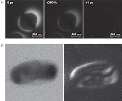 Photon-induced near-field electron microscopy (PINEM) images show a protein vesicle at t = 0 fs, t = 200 fs, and t = 1 ps (a). A transmission electron microscopy (TEM) image of an E. coli cell (b, left) is contrasted with a label-free (no contrast agents used) image of the same cell using PINEM (b, right) at a magnification of 19,000X.