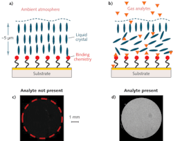 FIGURE 1. For nematic liquid-crystal (NLC)-based sensors, a thin film of NLC is supported on a chemically functionalized substrate (a) and the binding of an analyte at the interface drives a change in the orientation of the NLC (b). The sensor appears dark in the absence (c) and bright in the presence (d) of the target. The dotted circle represents the active area. FIGURE 1. For nematic liquid-crystal (NLC)-based sensors, a thin film of NLC is supported on a chemically functionalized substrate (a) and the binding of an analyte at the interface drives a change in the orientation of the NLC (b). The sensor appears dark in the absence (c) and bright in the presence (d) of the target. The dotted circle represents the active area.