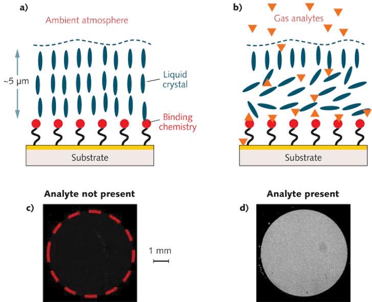 FIGURE 1. For nematic liquid-crystal (NLC)-based sensors, a thin film of NLC is supported on a chemically functionalized substrate (a) and the binding of an analyte at the interface drives a change in the orientation of the NLC (b). The sensor appears dark in the absence (c) and bright in the presence (d) of the target. The dotted circle represents the active area.