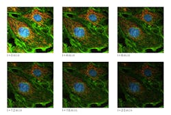 FIGURE 3. Multiphoton excitation applications often use multiple wavelengths to excite several different fluorophores. Here, a time-sequence of two-photon fluorescence images of bovine pulmonary artery endothelial cells shows the mitochondria labeled with red-fluorescent MitoTracker Red CMXRos. F-actin is stained using green-fluorescent BODIPY FL phallacidin, and the nuclei are stained with blue-fluorescent DAPI bound to DNA. FIGURE 3. Multiphoton excitation applications often use multiple wavelengths to excite several different fluorophores. Here, a time-sequence of two-photon fluorescence images of bovine pulmonary artery endothelial cells shows the mitochondria labeled with red-fluorescent MitoTracker Red CMXRos. F-actin is stained using green-fluorescent BODIPY FL phallacidin, and the nuclei are stained with blue-fluorescent DAPI bound to DNA.