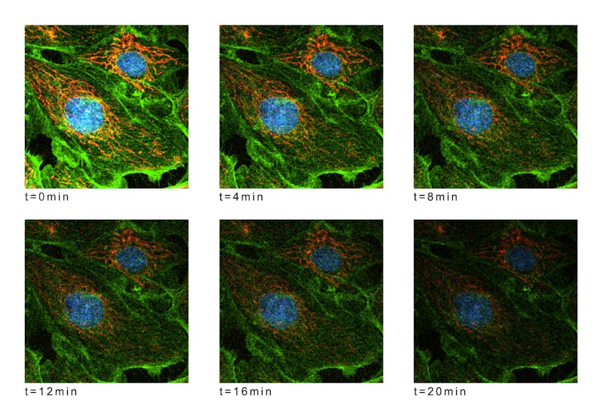 FIGURE 3. Multiphoton excitation applications often use multiple wavelengths to excite several different fluorophores. Here, a time-sequence of two-photon fluorescence images of bovine pulmonary artery endothelial cells shows the mitochondria labeled with red-fluorescent MitoTracker Red CMXRos. F-actin is stained using green-fluorescent BODIPY FL phallacidin, and the nuclei are stained with blue-fluorescent DAPI bound to DNA.