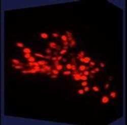 Content Dam Bow Online Articles 2016 01 Celegans Content Dam Bow Online Articles 2016 01 Celegans