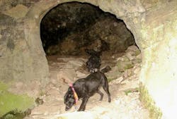 Ghost Orbs Sue Ghost Orbs Sue