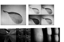 FIGURE 4. Four images at four wavelengths (540, 577, 650, and 970 nm) were taken of a leaf (top), multiple leaves (bottom left), and part of a human limb (bottom right). FIGURE 4. Four images at four wavelengths (540, 577, 650, and 970 nm) were taken of a leaf (top), multiple leaves (bottom left), and part of a human limb (bottom right).