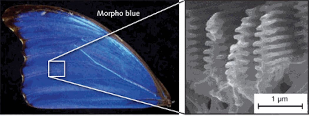 FIGURE 1. Nanotechnology can reproduce nature&rsquo;s highly reflective structures [3]; that is, the wing structure of a Morpho blue butterfly (Morpho didius) shows an omnidirectional color, unlike a reflection from a grating structure.