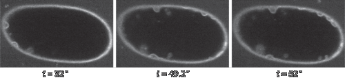 FIGURE 1. Swept field confocal (SFC) images of histone-GFP expressing embryos labeled with the plasma membrane marker, FM2-10. Images are taken every 200 ms and show the rapid exocytosis of vesicles as the cell enters anaphase.